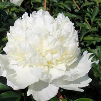 брайдл гаун